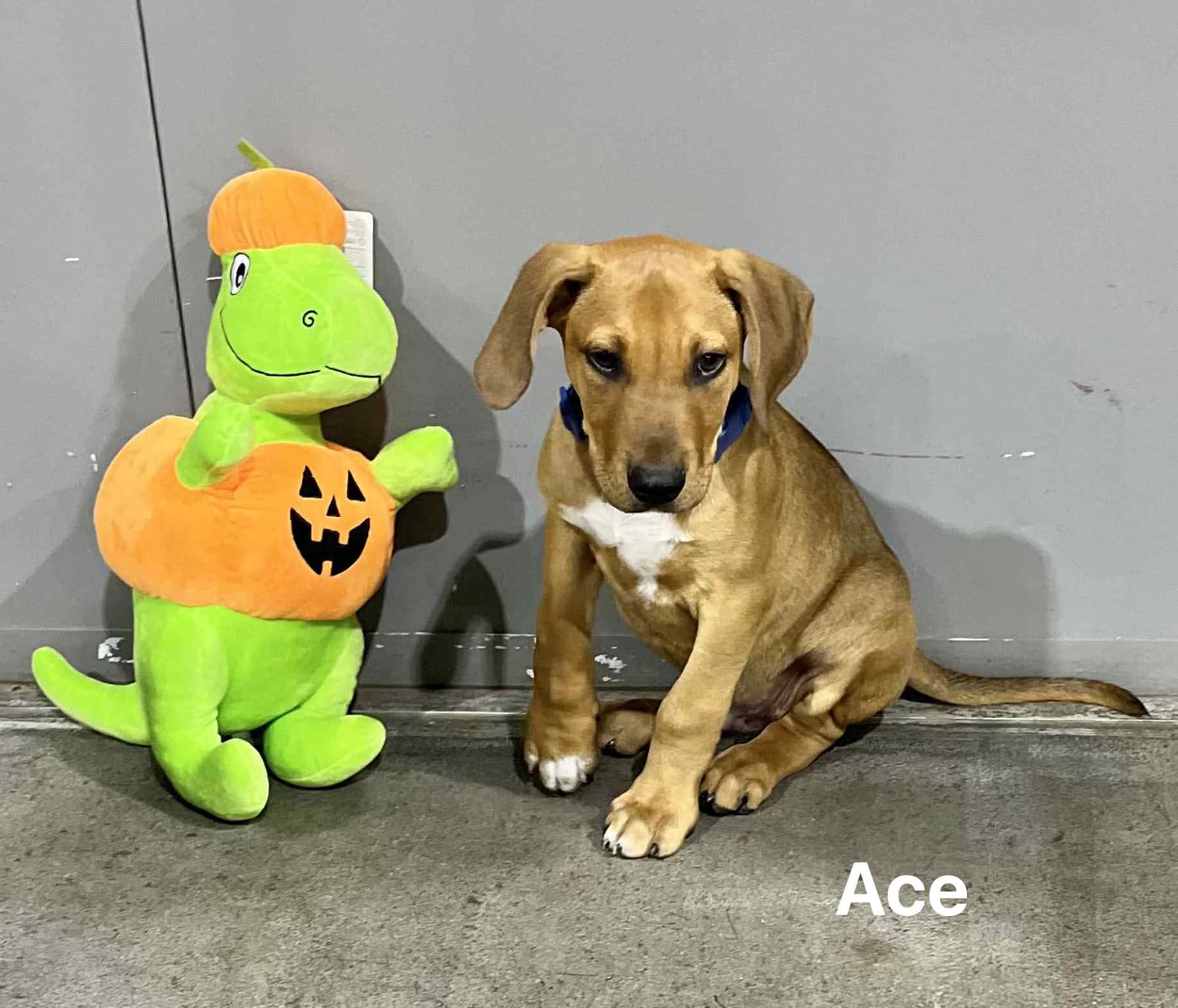 Ace Ace
